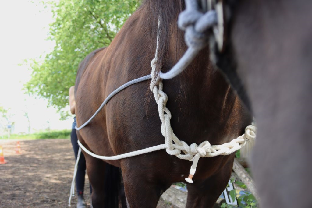 Pferdesport 8 m Pferde trainings seil Equine Rein und Zähmung sseil für Pferde t